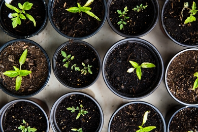 Leadership Series | Taster Masterclass | Laws of Growth